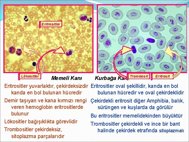 Eritrositler Lökositler Memeli Kanı Kurbağa Kanı Trombosit Eritrositler yuvarlaktır, çekirdeksizdir Eritrositler oval şekillidir, kanda