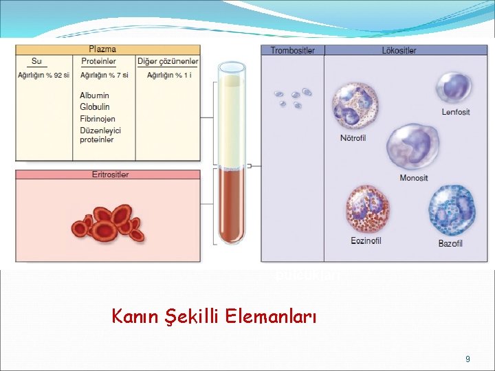 Eritrosit Lenfosit Fibrin telleri Kan pulcukları Kanın Şekilli Elemanları 9 