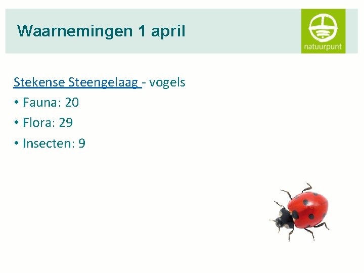 Waarnemingen 1 april Stekense Steengelaag - vogels • Fauna: 20 • Flora: 29 •