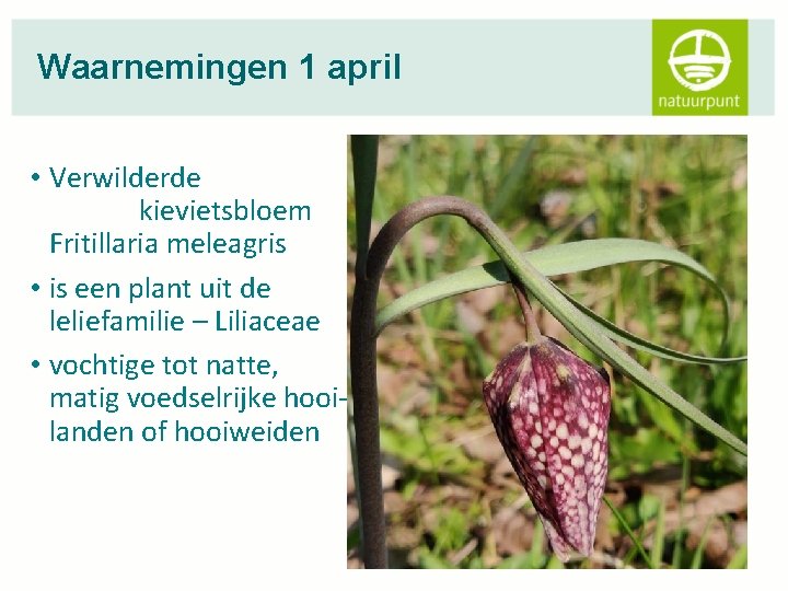 Waarnemingen 1 april • Verwilderde kievietsbloem Fritillaria meleagris • is een plant uit de