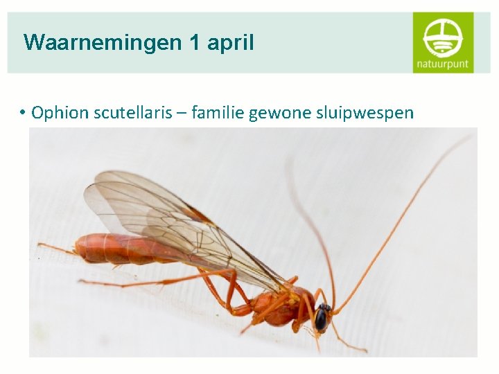 Waarnemingen 1 april • Ophion scutellaris – familie gewone sluipwespen 