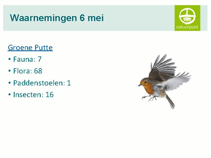 Waarnemingen 6 mei Groene Putte • Fauna: 7 • Flora: 68 • Paddenstoelen: 1