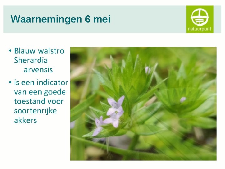 Waarnemingen 6 mei • Blauw walstro Sherardia arvensis • is een indicator van een