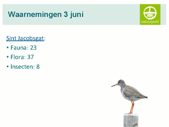 Waarnemingen 3 juni Sint Jacobsgat: • Fauna: 23 • Flora: 37 • Insecten: 8