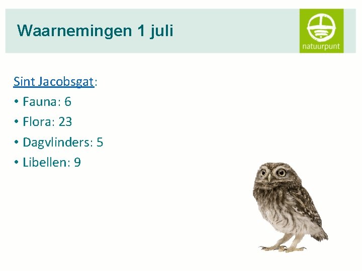 Waarnemingen 1 juli Sint Jacobsgat: • Fauna: 6 • Flora: 23 • Dagvlinders: 5