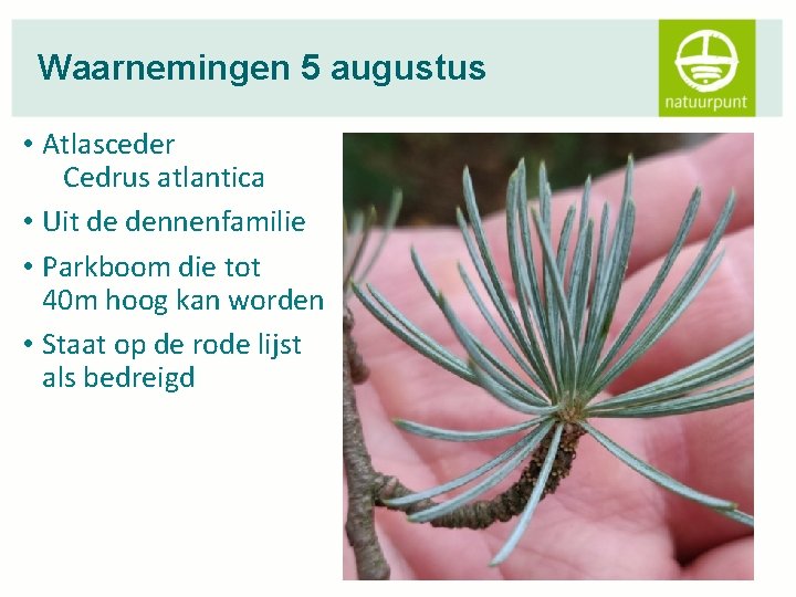 Waarnemingen 5 augustus • Atlasceder Cedrus atlantica • Uit de dennenfamilie • Parkboom die