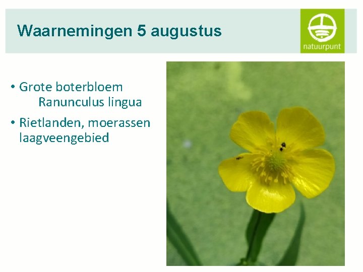 Waarnemingen 5 augustus • Grote boterbloem Ranunculus lingua • Rietlanden, moerassen laagveengebied 