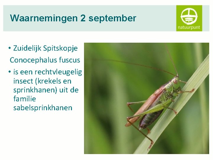 Waarnemingen 2 september • Zuidelijk Spitskopje Conocephalus fuscus • is een rechtvleugelig insect (krekels