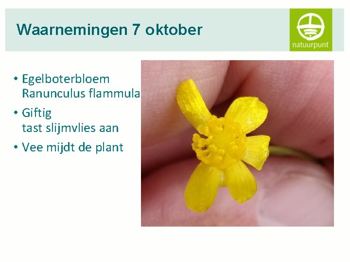 Waarnemingen 7 oktober • Egelboterbloem Ranunculus flammula • Giftig tast slijmvlies aan • Vee