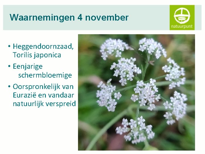 Waarnemingen 4 november • Heggendoornzaad, Torilis japonica • Eenjarige schermbloemige • Oorspronkelijk van Eurazië