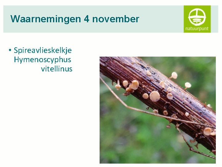 Waarnemingen 4 november • Spireavlieskelkje Hymenoscyphus vitellinus 