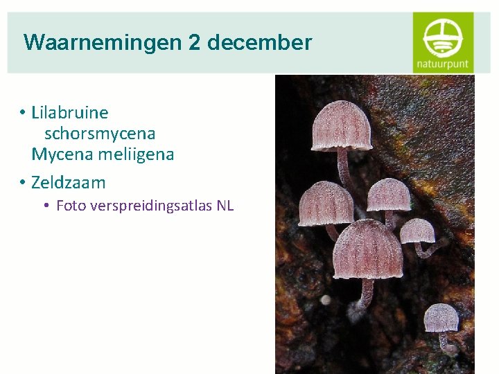 Waarnemingen 2 december • Lilabruine schorsmycena Mycena meliigena • Zeldzaam • Foto verspreidingsatlas NL