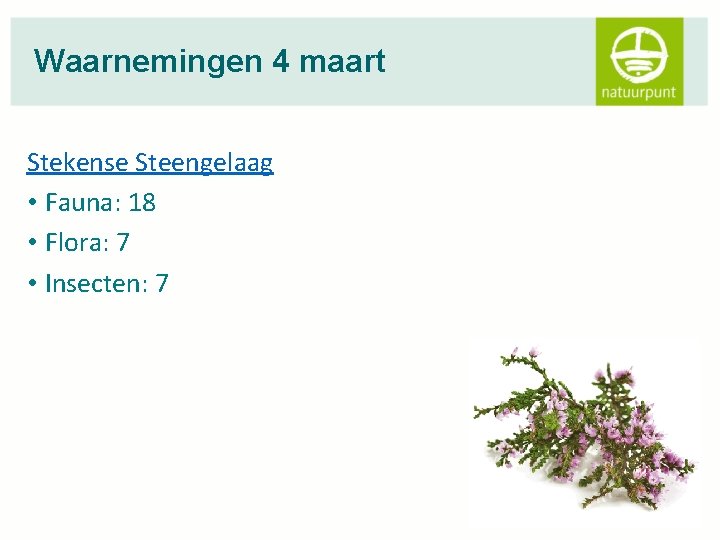 Waarnemingen 4 maart Stekense Steengelaag • Fauna: 18 • Flora: 7 • Insecten: 7