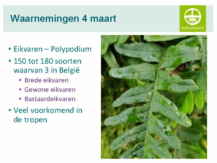 Waarnemingen 4 maart • Eikvaren – Polypodium • 150 tot 180 soorten waarvan 3