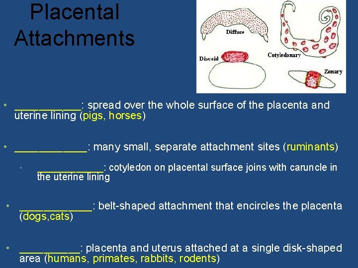 Placental Attachments • ______: spread over the whole surface of the placenta and uterine