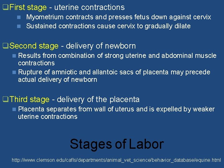 q. First stage - uterine contractions n Myometrium contracts and presses fetus down against