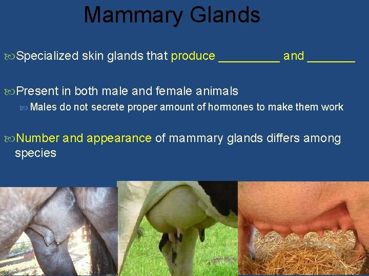 Mammary Glands Specialized skin glands that produce _____ and _______ Present in both male