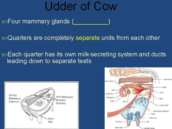 Udder of Cow Four mammary glands (_____) Quarters are completely separate units from each