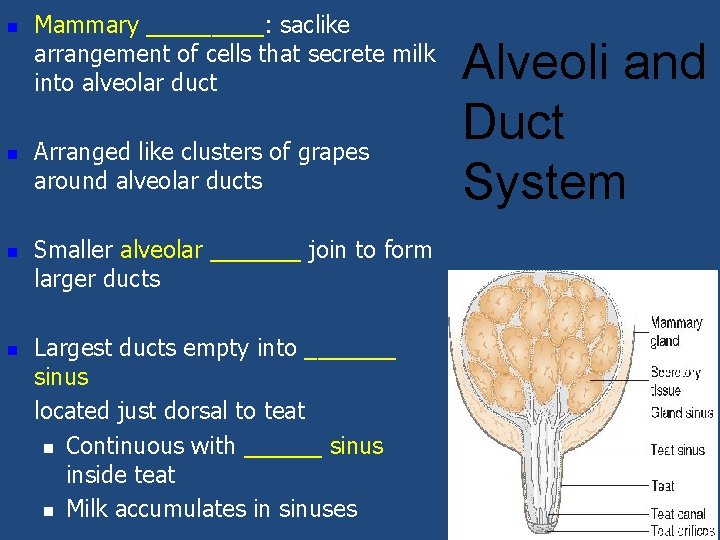 n n Mammary _____: saclike arrangement of cells that secrete milk into alveolar duct