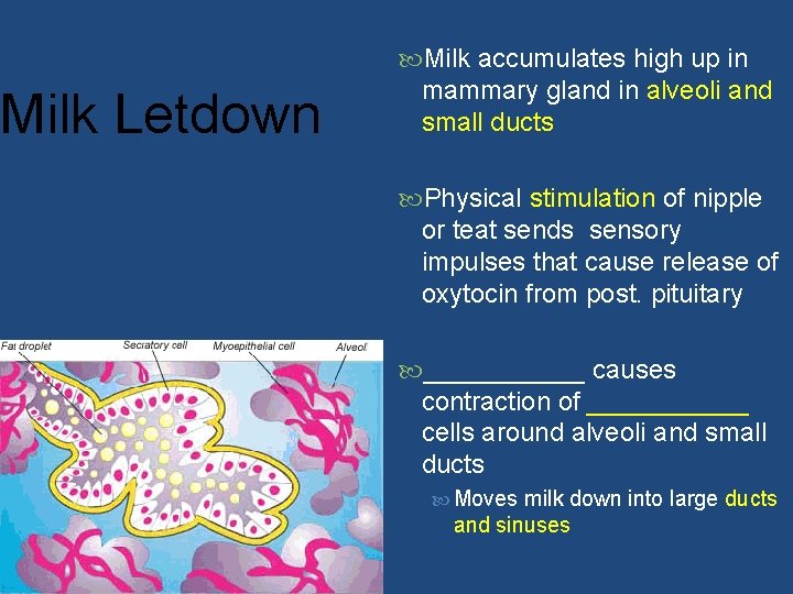 Milk Letdown Milk accumulates high up in mammary gland in alveoli and small ducts