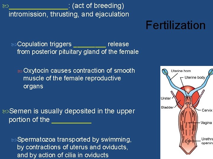  ________: (act of breeding) intromission, thrusting, and ejaculation Fertilization Copulation triggers _____ release