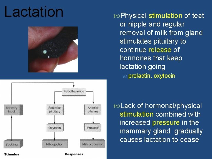 Lactation Physical stimulation of teat or nipple and regular removal of milk from gland