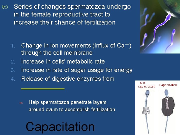  Series of changes spermatozoa undergo in the female reproductive tract to increase their