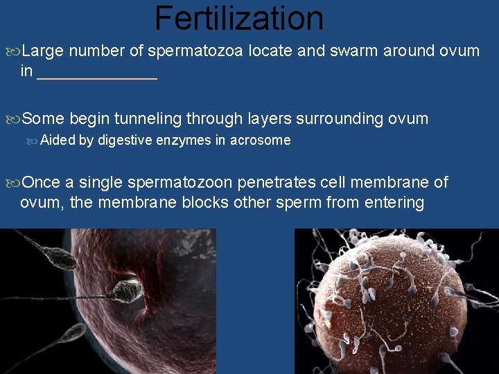 Fertilization Large number of spermatozoa locate and swarm around ovum in _______ Some begin