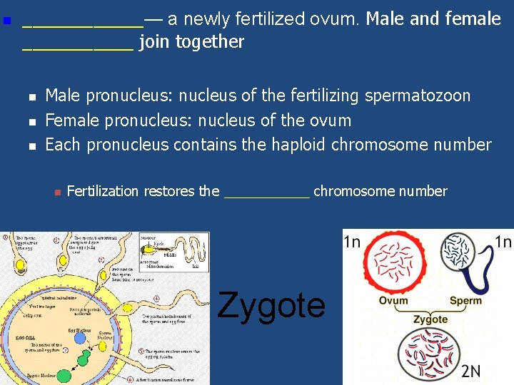 n ______— a newly fertilized ovum. Male and female ______ join together n n