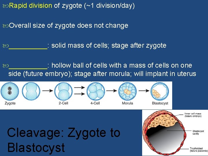  Rapid division of zygote (~1 division/day) Overall size of zygote does not change