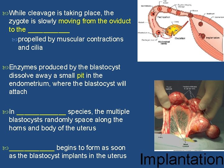  While cleavage is taking place, the zygote is slowly moving from the oviduct