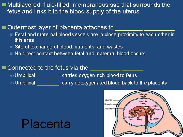 n Multilayered, fluid-filled, membranous sac that surrounds the fetus and links it to the