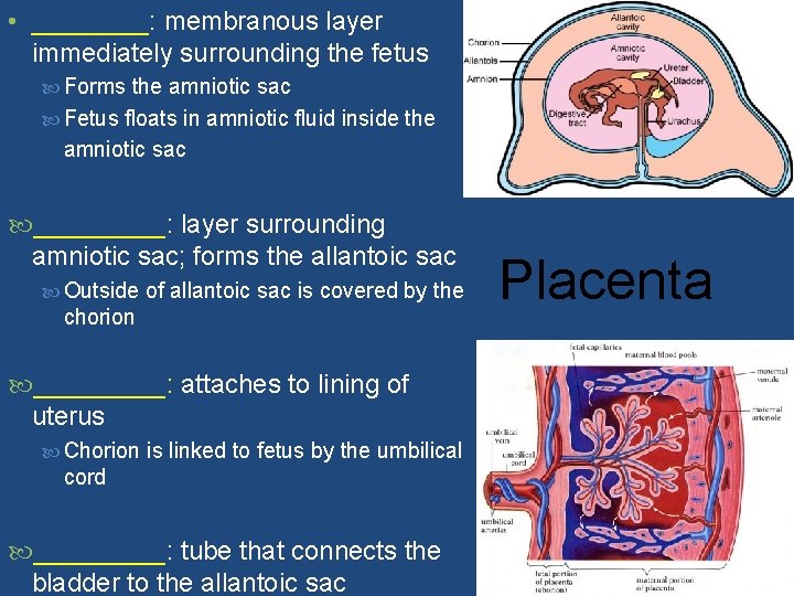  • ____: membranous layer immediately surrounding the fetus Forms the amniotic sac Fetus