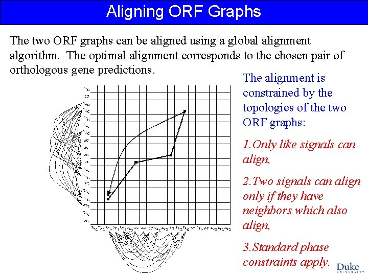 Aligning ORF Graphs The two ORF graphs can be aligned using a global alignment