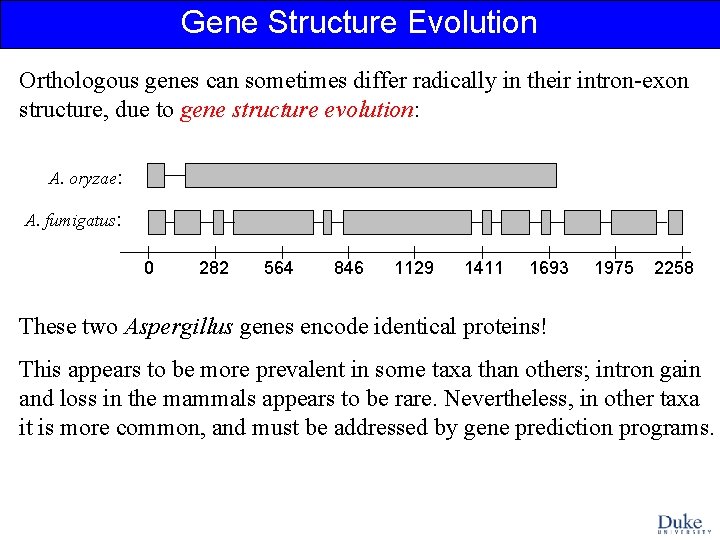 Gene Structure Evolution Orthologous genes can sometimes differ radically in their intron-exon structure, due