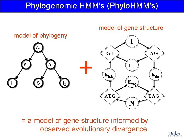 Phylogenomic HMM’s (Phylo. HMM’s) model of gene structure model of phylogeny A 1 A