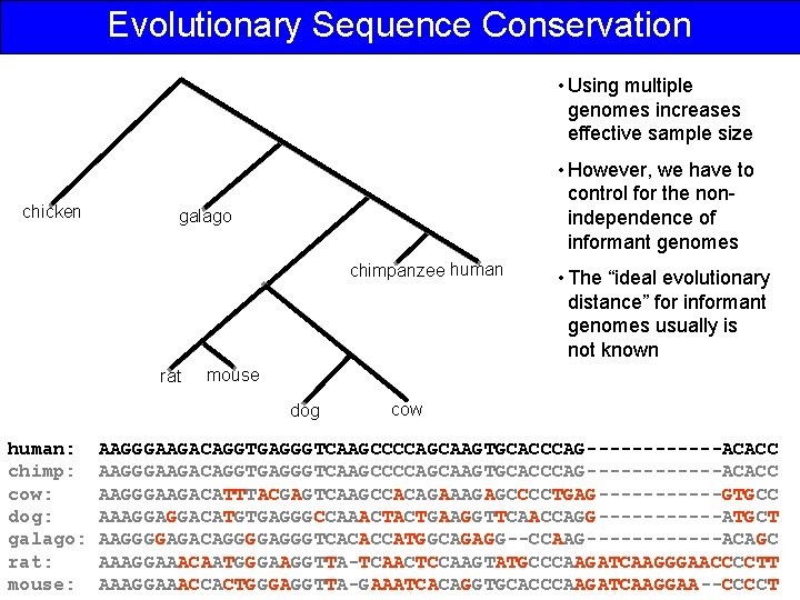 Evolutionary Sequence Conservation • Using multiple genomes increases effective sample size chicken • However,