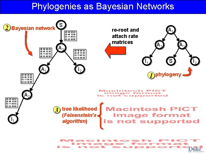 Phylogenies as Bayesian Networks 2 S Bayesian network 28 43 28 93 29 49