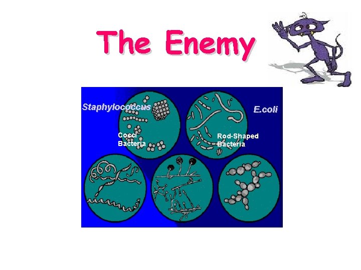 The Enemy Staphylococcus Cocci Bacteria E. coli Rod-Shaped Bacteria 