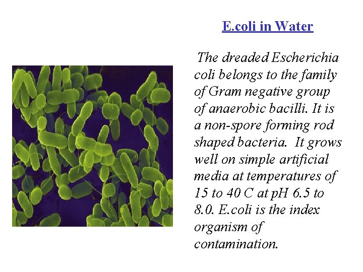 E. coli in Water The dreaded Escherichia coli belongs to the family of Gram