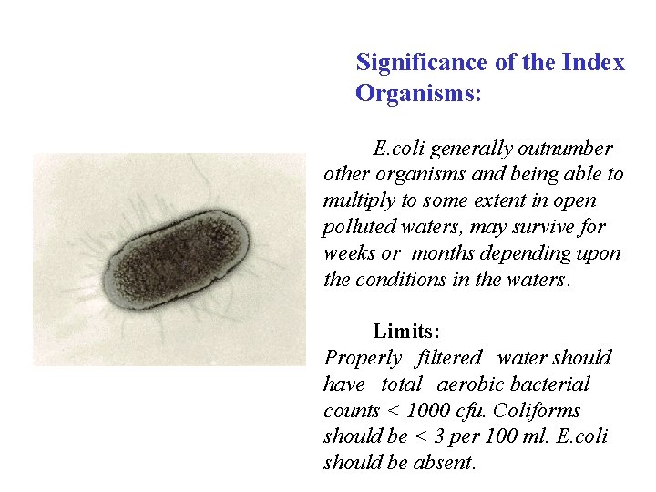 Significance of the Index Organisms: E. coli generally outnumber other organisms and being able