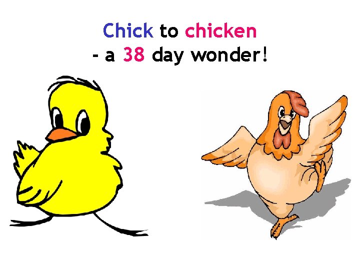 Chick to chicken - a 38 day wonder! 