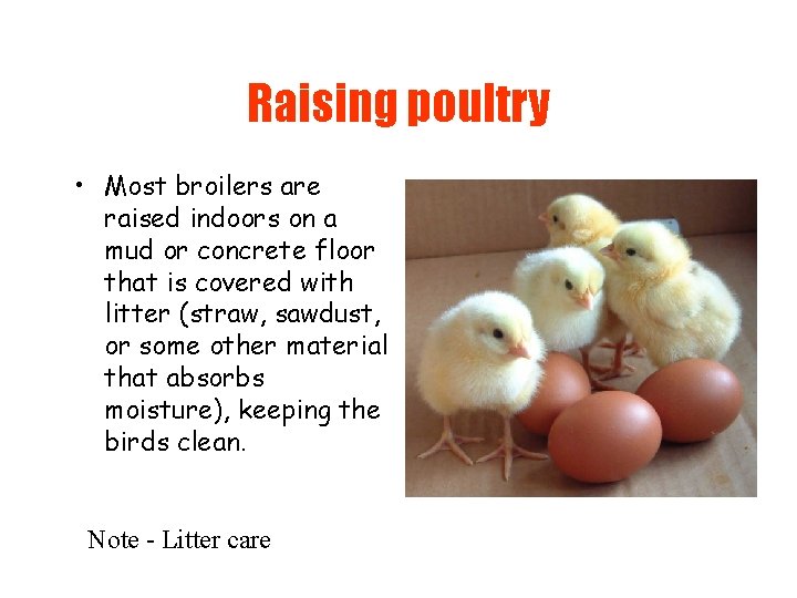 Raising poultry • Most broilers are raised indoors on a mud or concrete floor