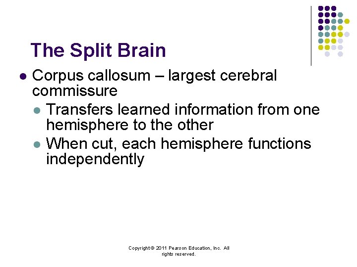 The Split Brain l Corpus callosum – largest cerebral commissure l Transfers learned information