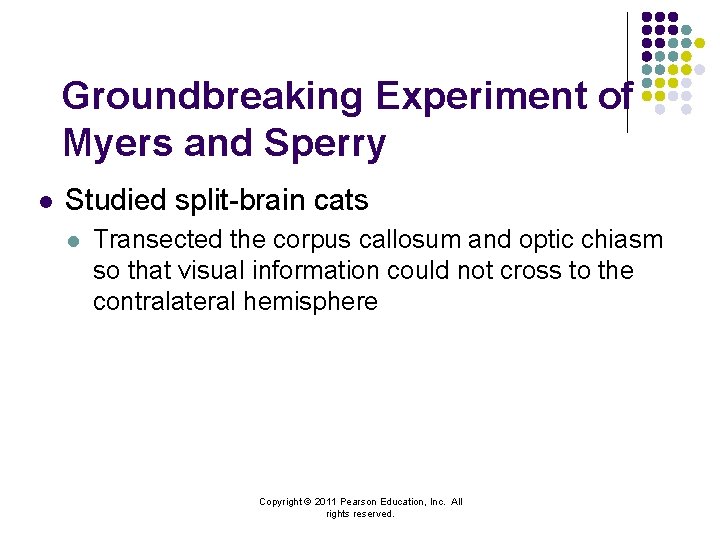 Groundbreaking Experiment of Myers and Sperry l Studied split-brain cats l Transected the corpus