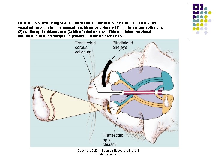 FIGURE 16. 3 Restricting visual information to one hemisphere in cats. To restrict visual