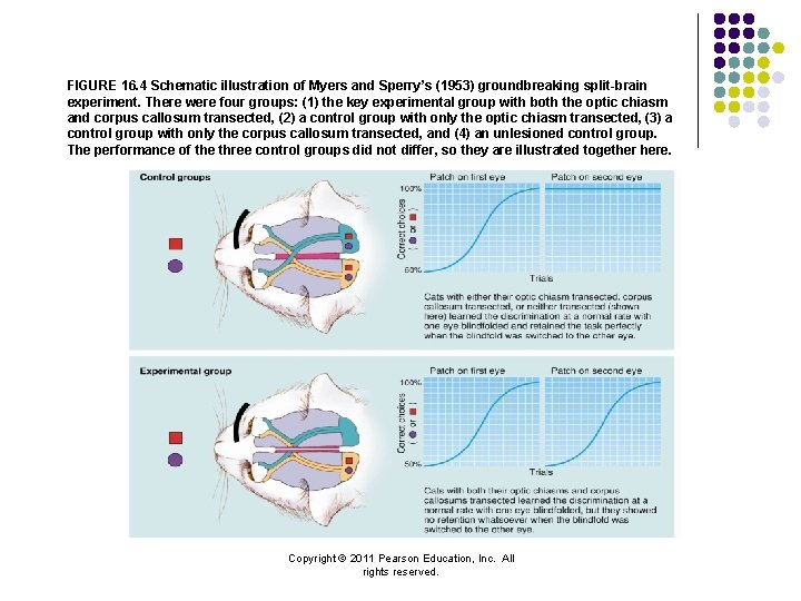 FIGURE 16. 4 Schematic illustration of Myers and Sperry’s (1953) groundbreaking split-brain experiment. There