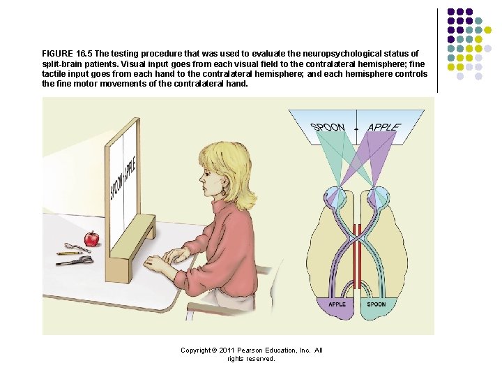 FIGURE 16. 5 The testing procedure that was used to evaluate the neuropsychological status