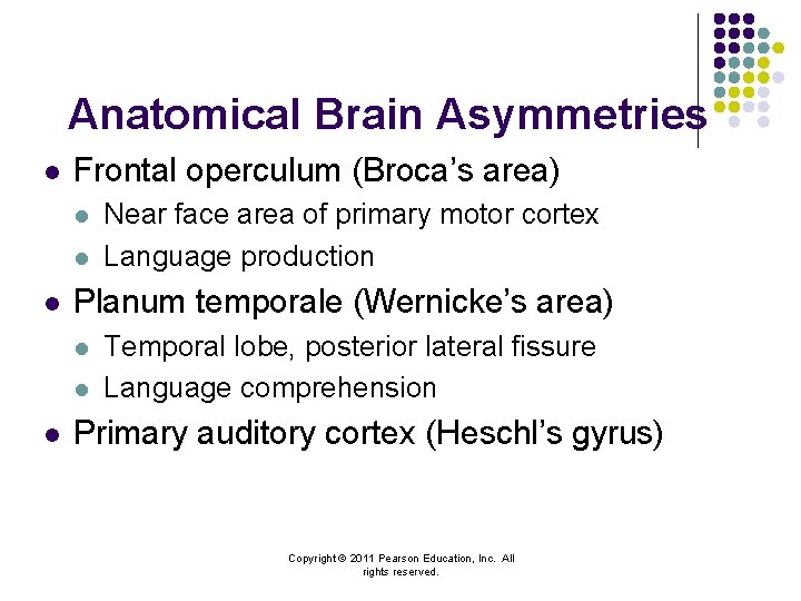 Anatomical Brain Asymmetries l Frontal operculum (Broca’s area) l l l Planum temporale (Wernicke’s