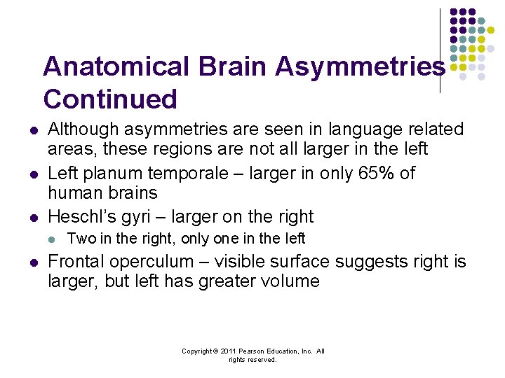 Anatomical Brain Asymmetries Continued l l l Although asymmetries are seen in language related